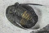 Bargain, Cornuproetus Trilobite Fossil - Morocco #108208-4